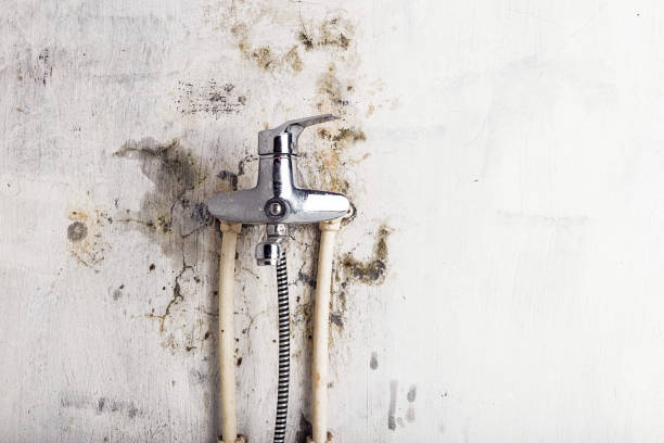 Best Mold Removal Near Me  in Dixon, CA