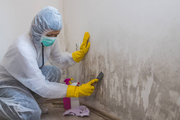 Best Toxic Mold Removal  in Dixon, CA