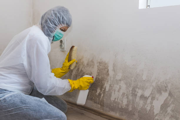 Best Crawl Space Mold Removal  in Dixon, CA
