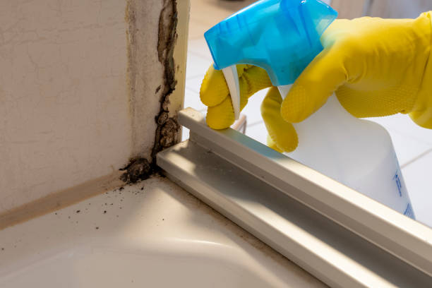 Best Mold Removal Company Near Me  in Dixon, CA