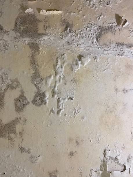 Best Home Mold Removal  in Dixon, CA