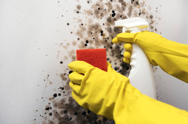 Dixon, CA Mold Removal Company