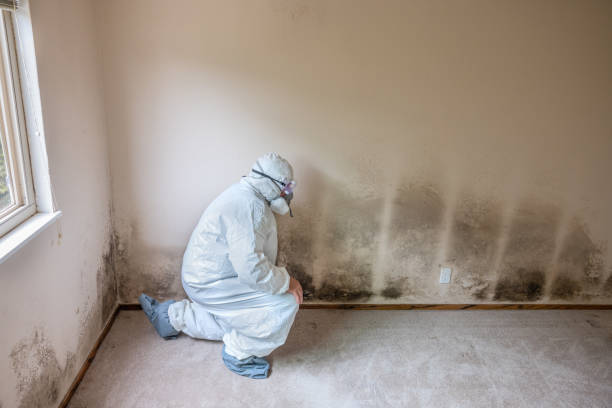 Best Black Mold Removal  in Dixon, CA