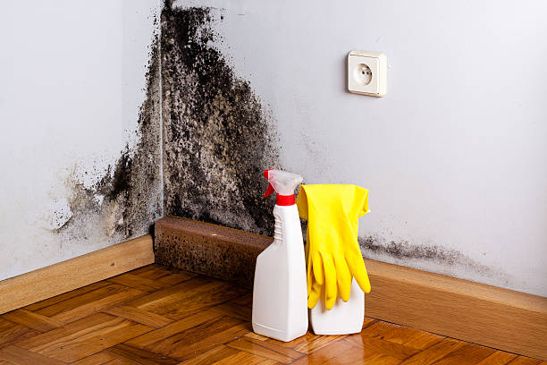 Best Mold Damage Repair  in Dixon, CA