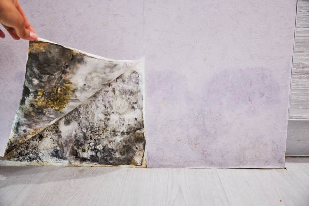 Best Local Mold Removal Service  in Dixon, CA